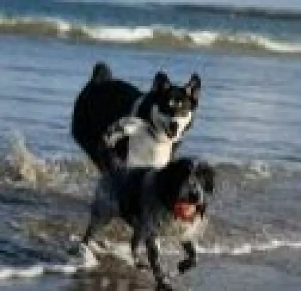 1558602492844254263 | Laughing Dog Food