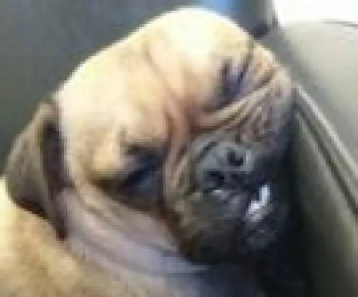 15586030551722286594 | Laughing Dog Food