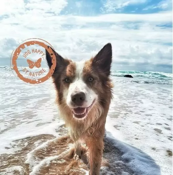 15679306721851375544 | Laughing Dog Food
