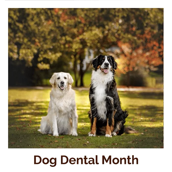dog dental month