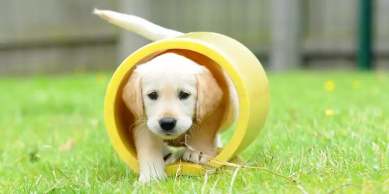 Guide Dog Puppy | Laughing Dog Food