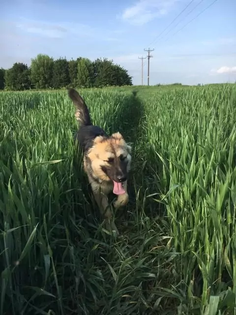 Dog in a field | Laughing Dog Food