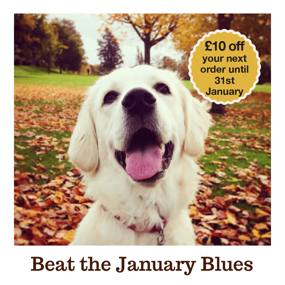 Image 1 | Laughing Dog Food