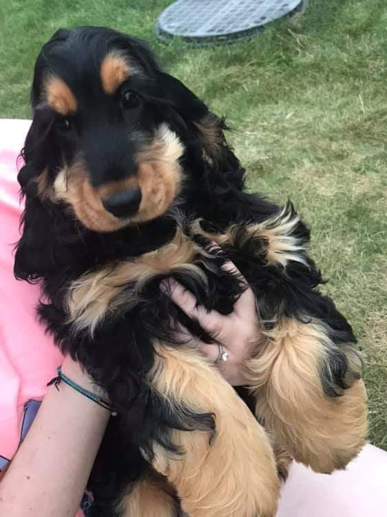 Cocker spaniel hot sale crufts