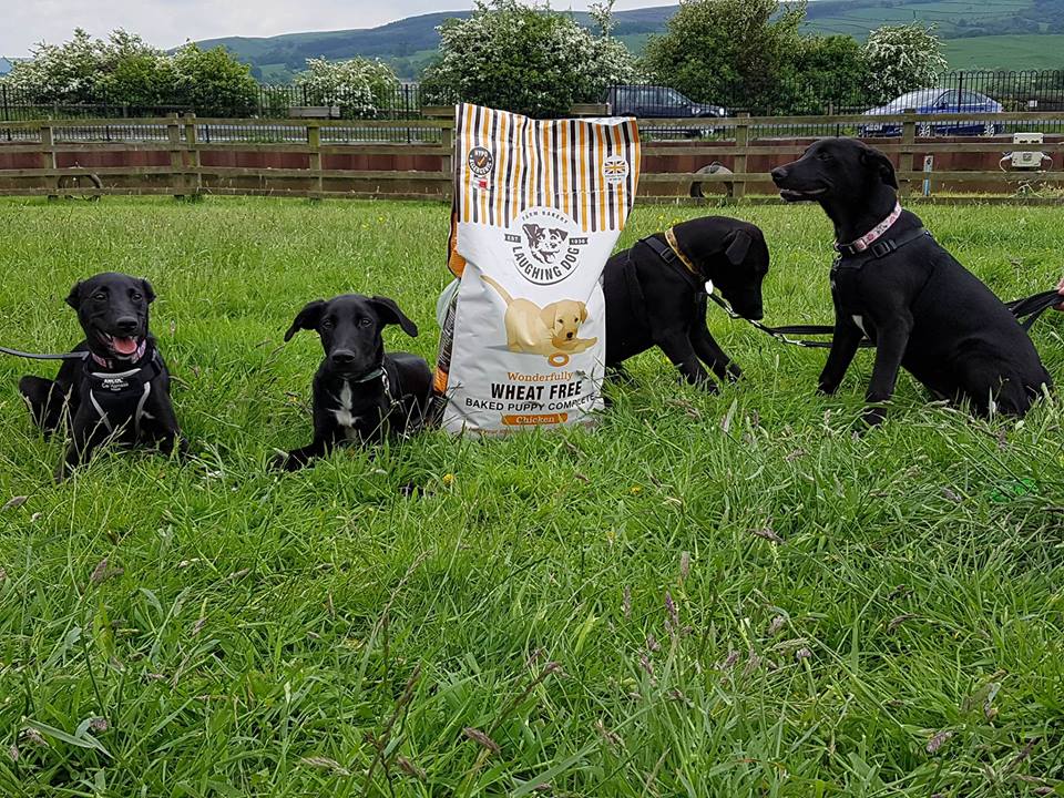Puppy dog food | Laughing Dog Food