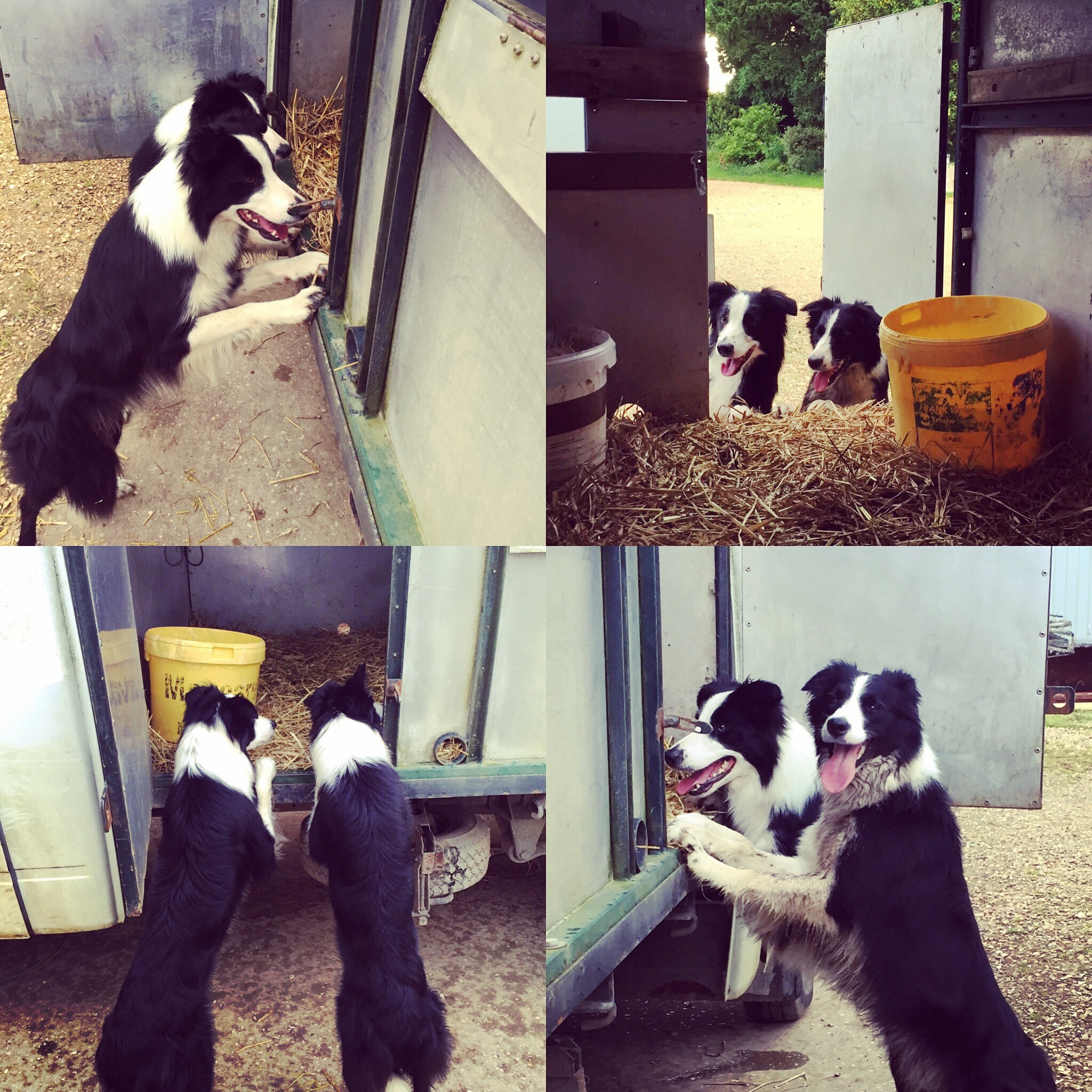 sheepdog | Laughing Dog Food