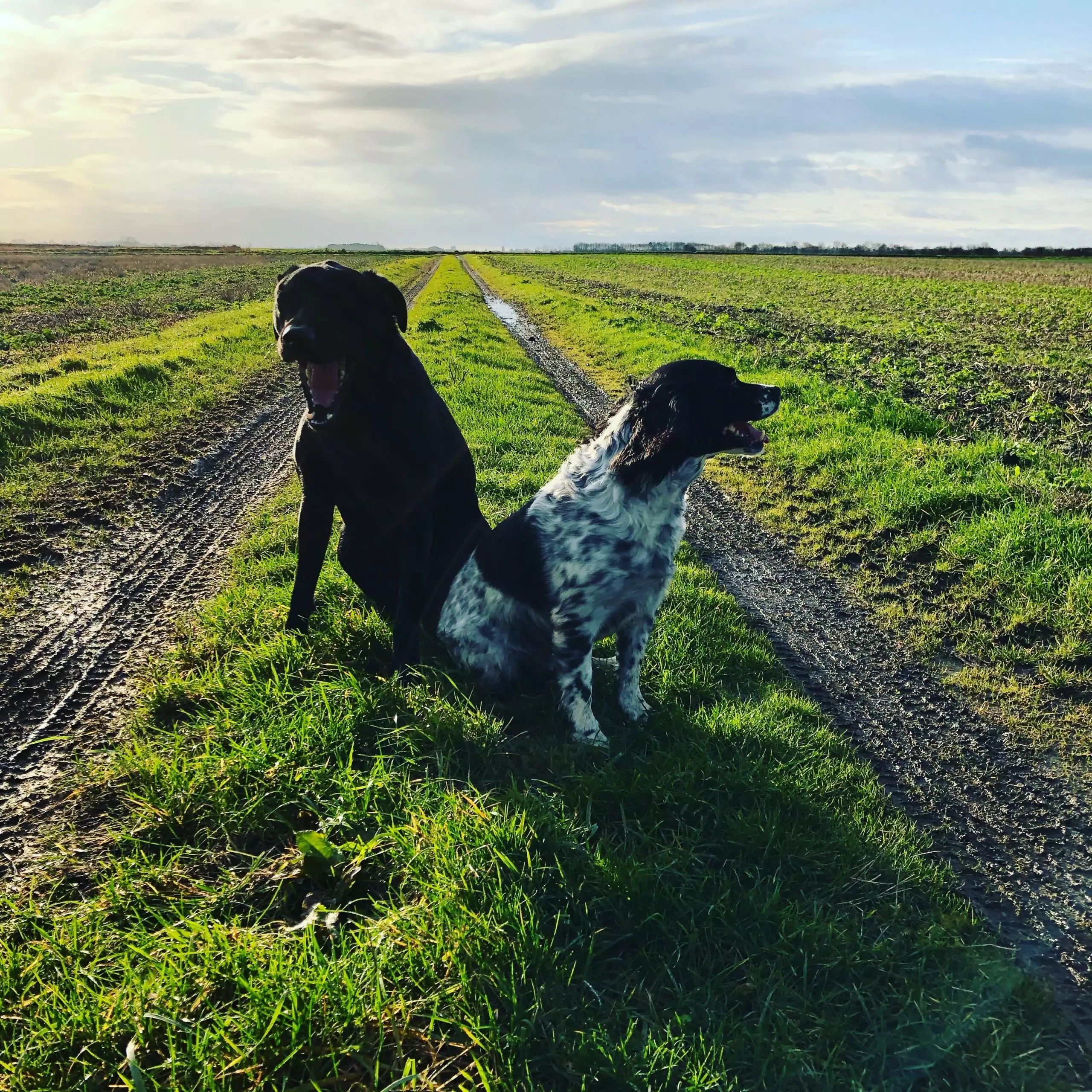 Keeping dogs cool in the sun | Laughing Dog Food