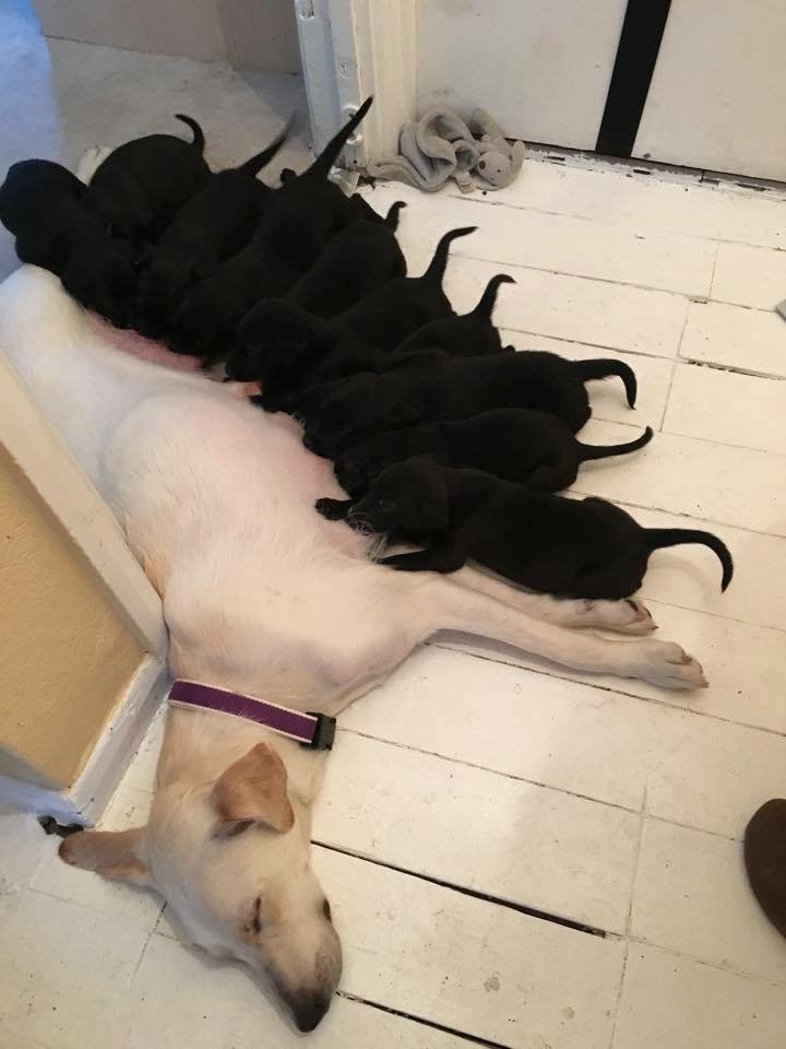 Labradors in need | Laughing Dog Food