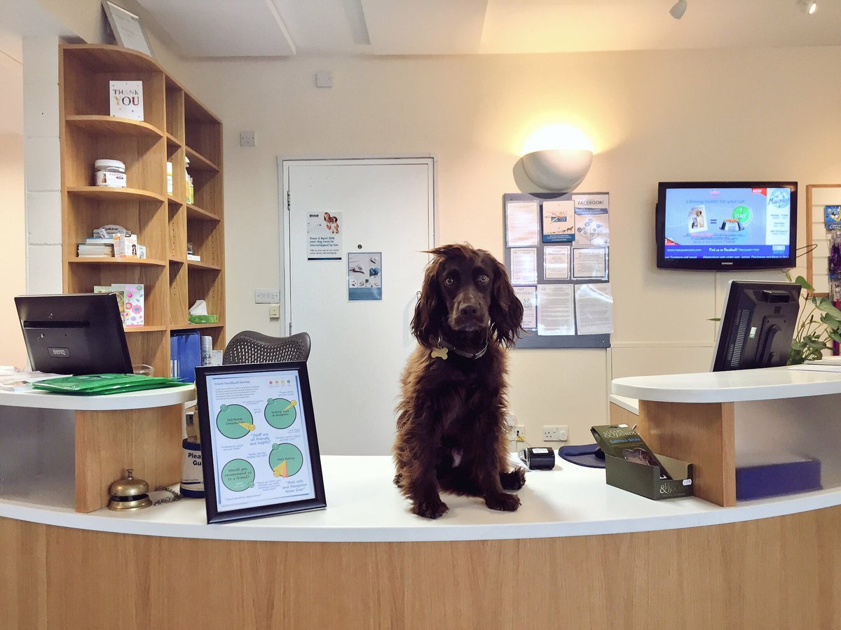 Spaniel at work | Laughing Dog Food
