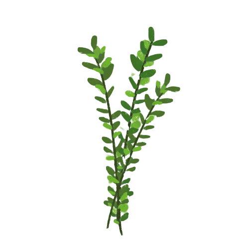 LD7 Lamb Thyme removebg preview | Laughing Dog Food