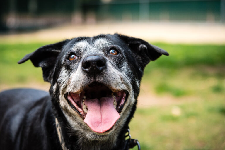 AdobeStock 162311850 | Laughing Dog Food Caring for senior friends