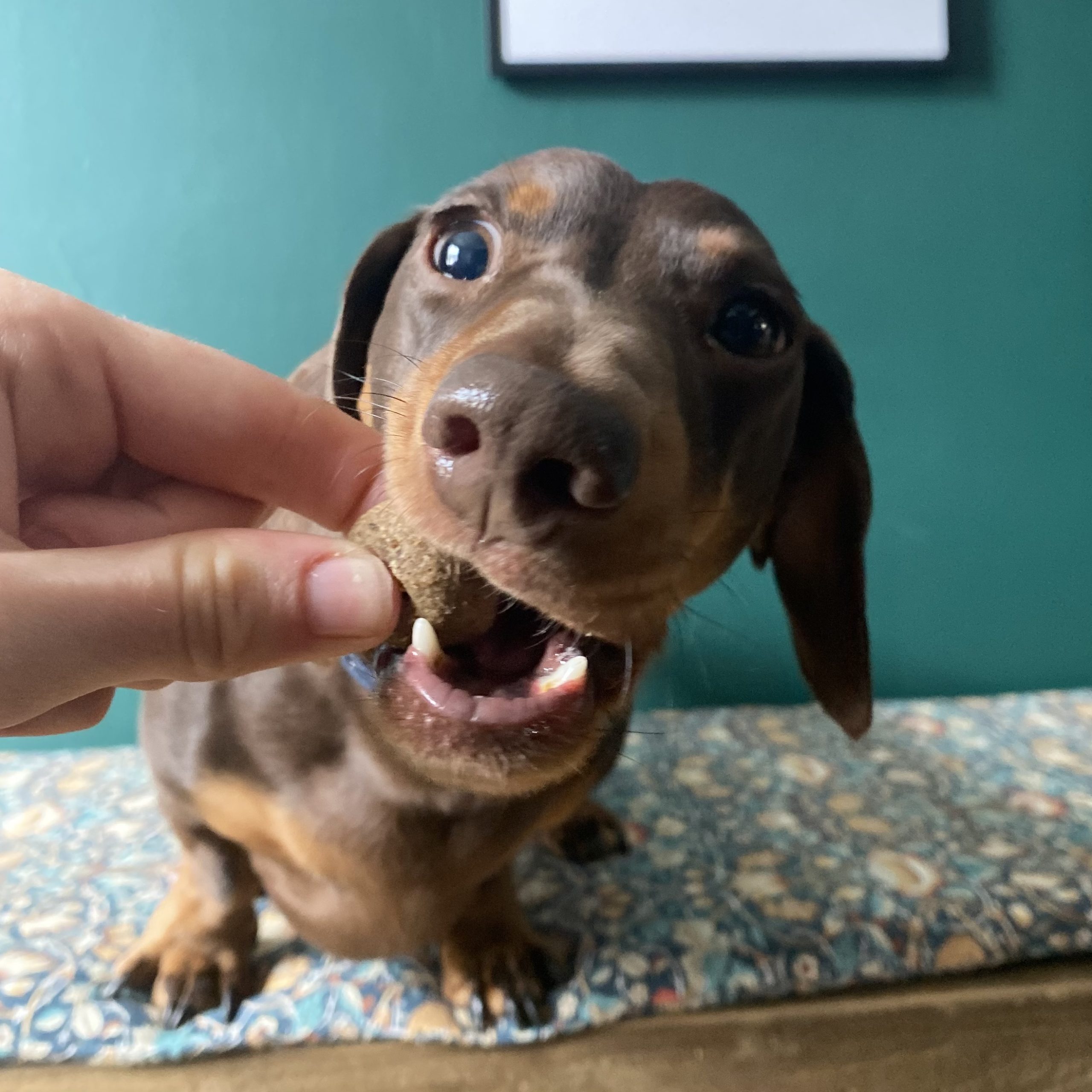 BobandFrank Story2 scaled 1 | Laughing Dog Food BobandFrank Story2 scaled 1 | Laughing Dog Food
