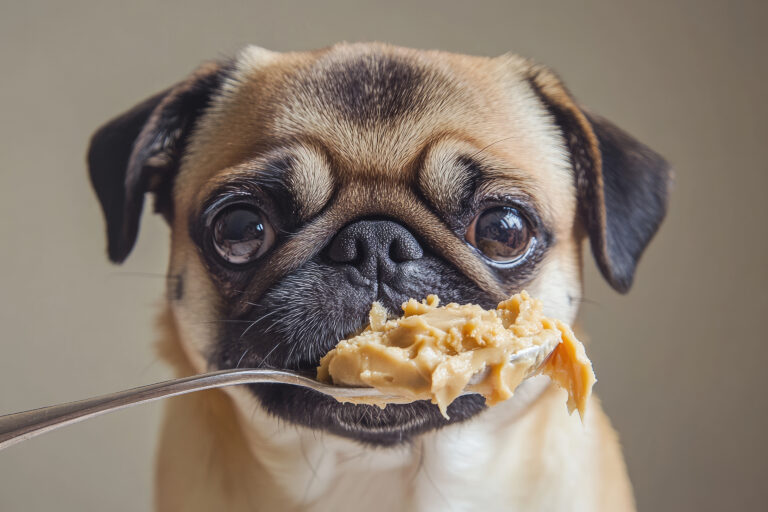 AdobeStock 930015388 | Laughing Dog Food AdobeStock 930015388 | Laughing Dog Food