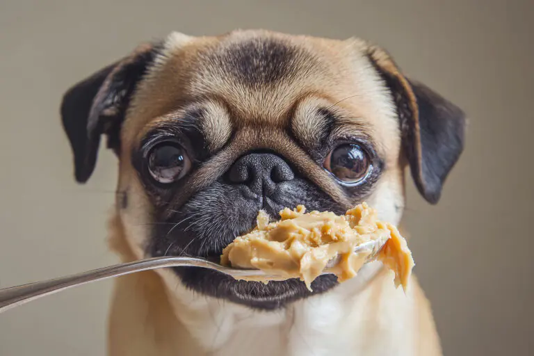 AdobeStock 930015388 | Laughing Dog Food