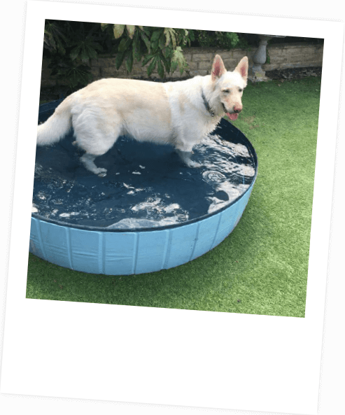 Polaroid 2 | Laughing Dog Food