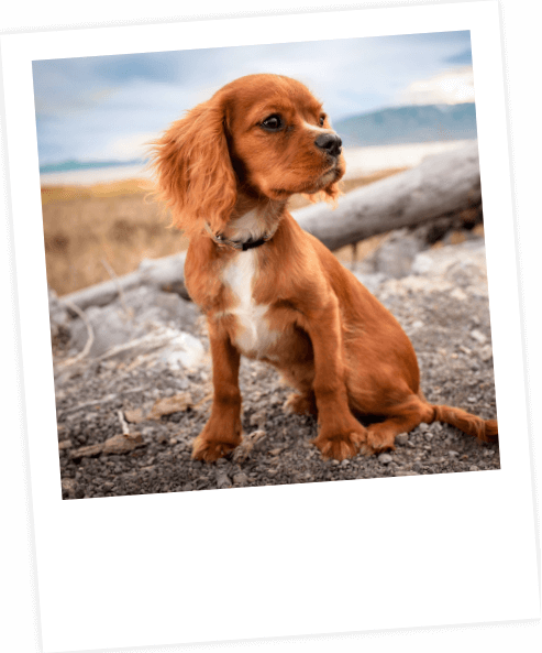 Polaroid 3 | Laughing Dog Food