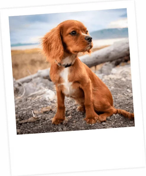Polaroid 3 | Laughing Dog Food