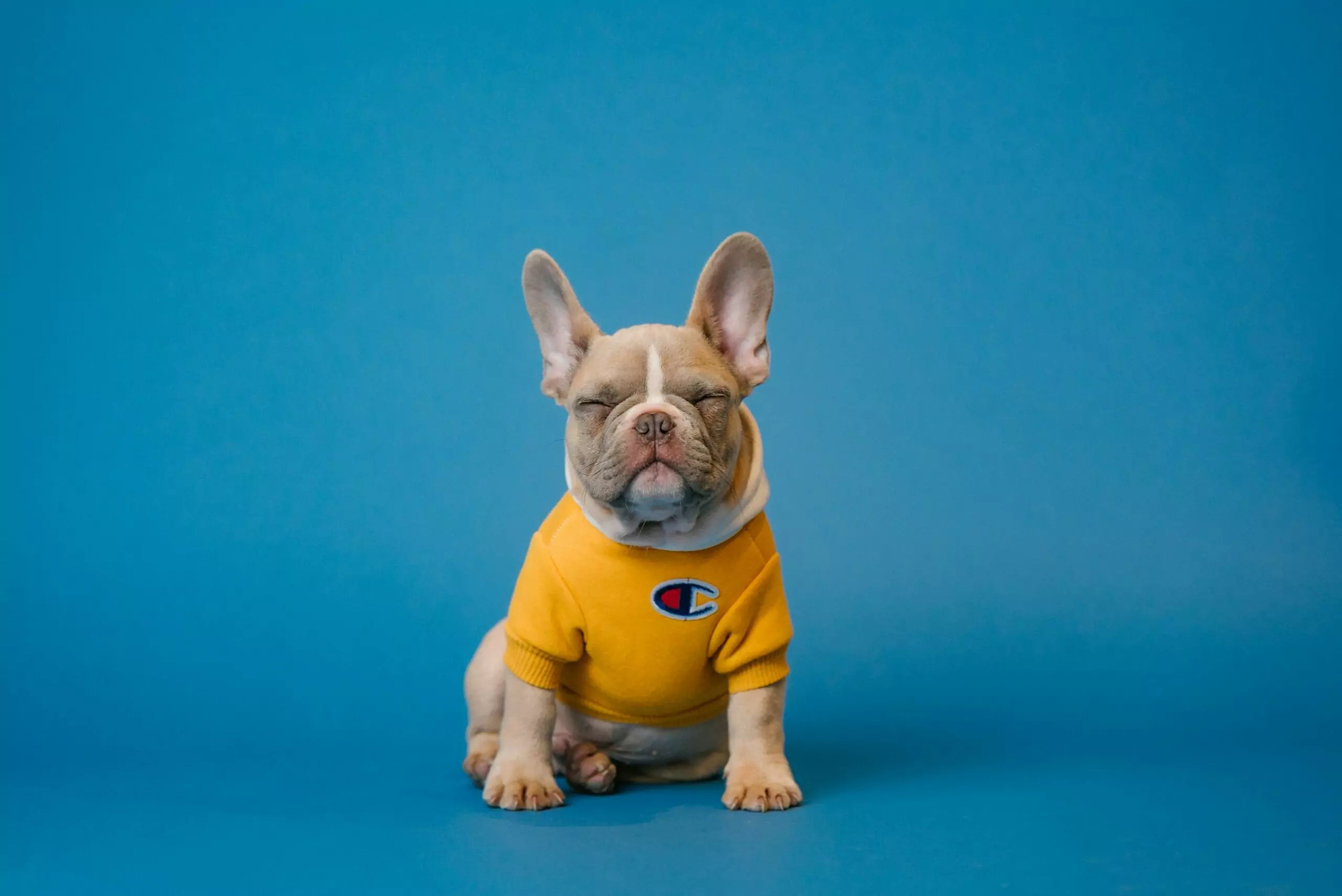 Image of a dog with a yellow jumper on sat in front of a blue screen