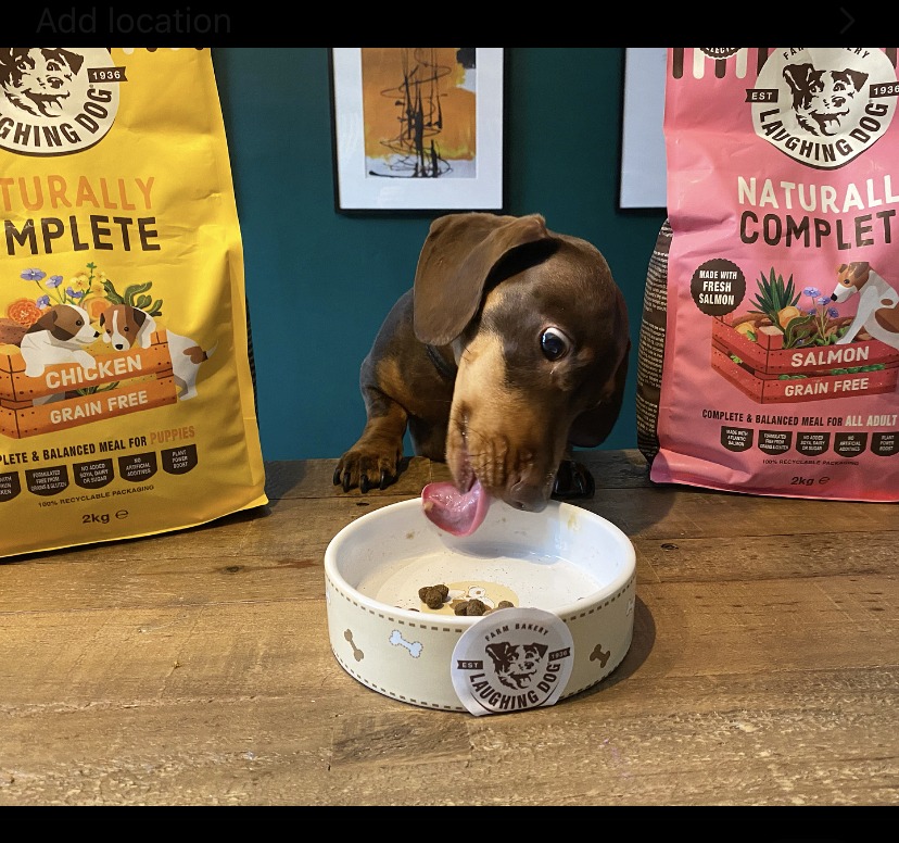 Dog licking bowl | Laughing Dog Food