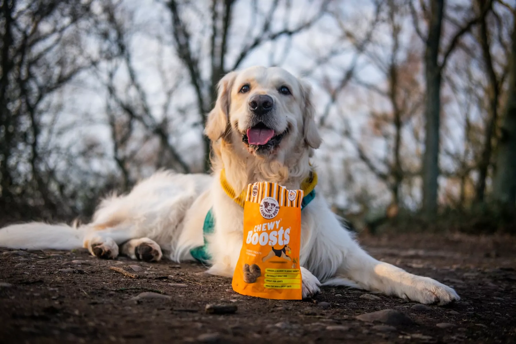Chewy Boosts with Dog | Laughing Dog Food