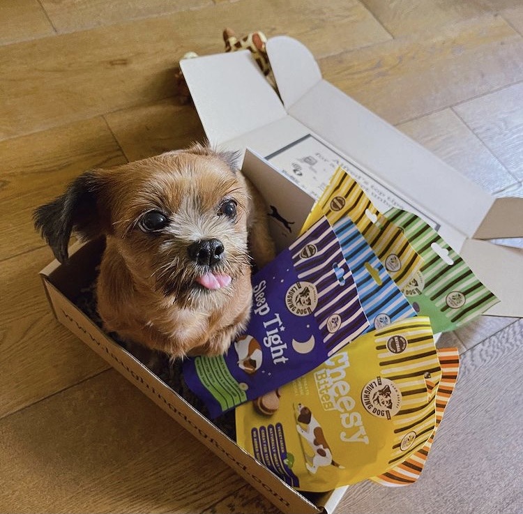 Dog in box of treats | Laughing Dog Food