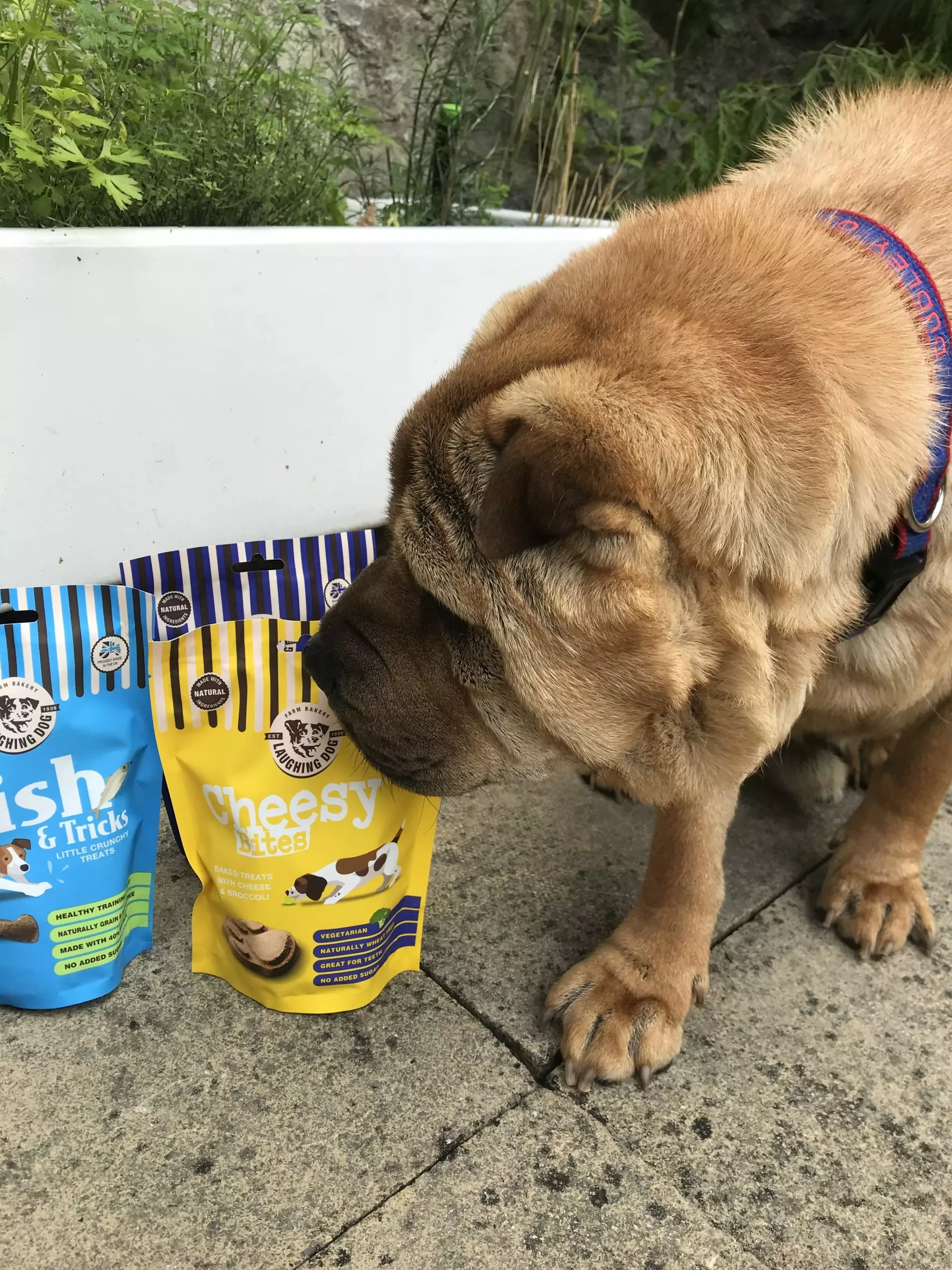 Cheesy Dog Bites with Dog | Laughing Dog Food