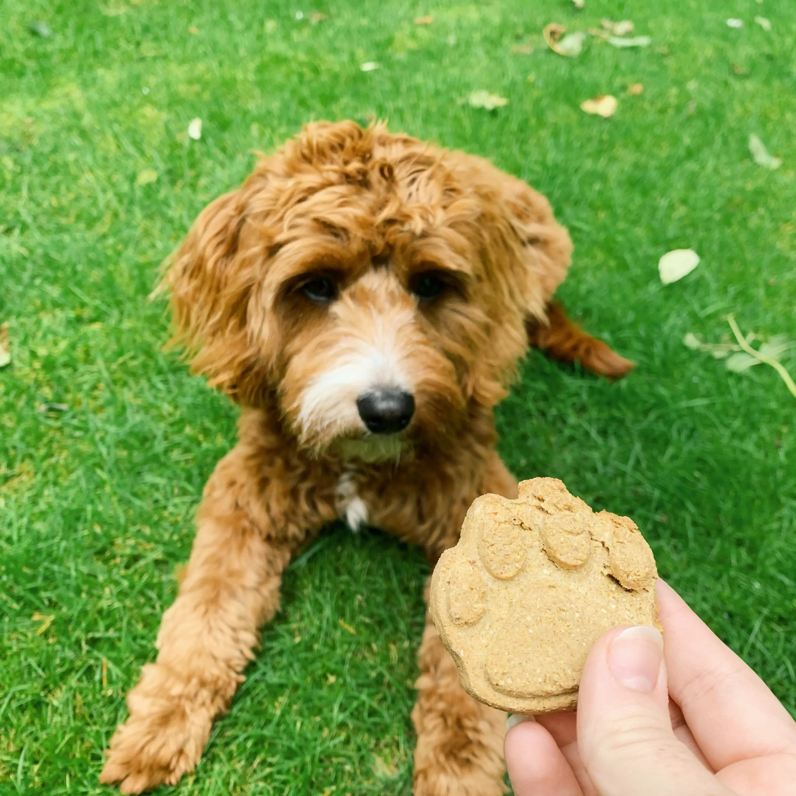 Healthy Dog Treats | Laughing Dog Food