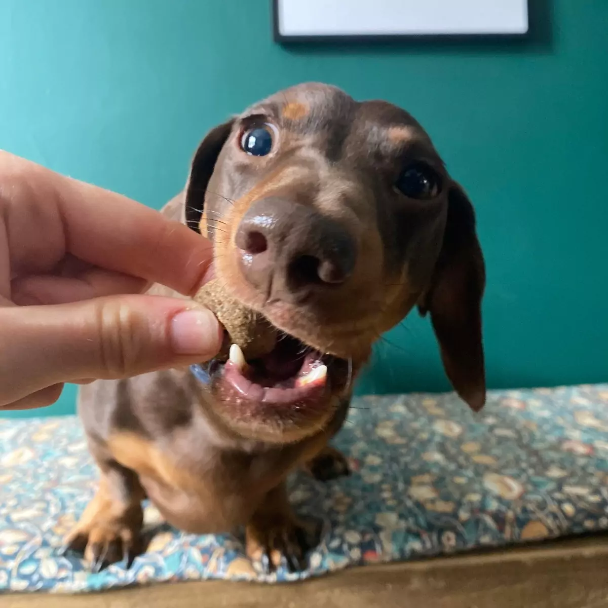 Chewy Chicken Dog Treats - Laughing Dog Food s
