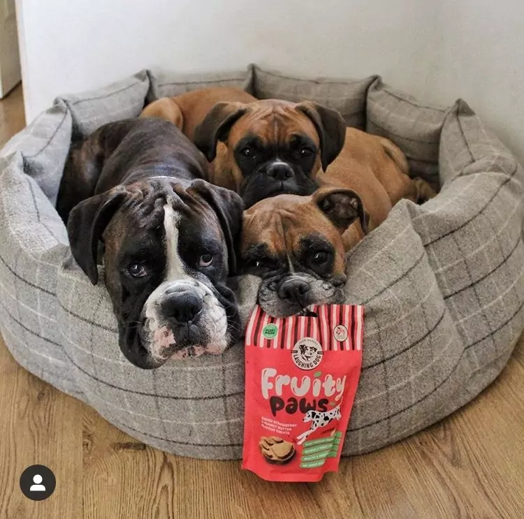 Dogs in basket with fruity treats | Laughing Dog Food