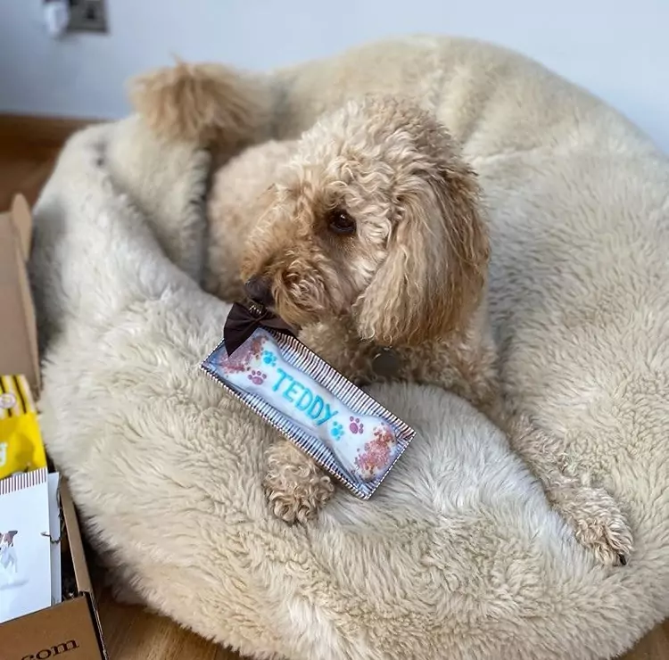 Small dog in bed with treats | Laughing Dog Food