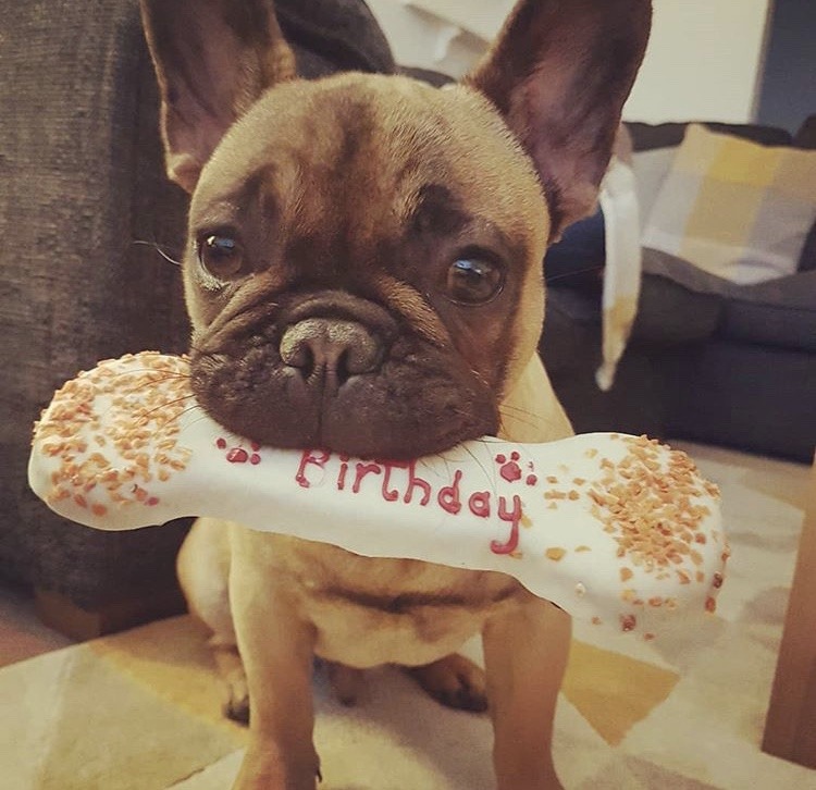 Happy Birthday Wheat Free Bone Laughing Dog Food