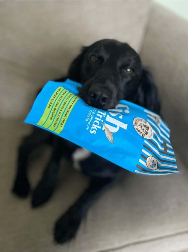 Black dog sitting with treat bag | Laughing Dog Food