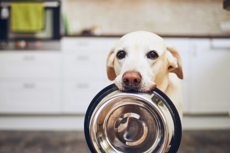 AdobeStock 275817643 | Laughing Dog Food dos food subscription