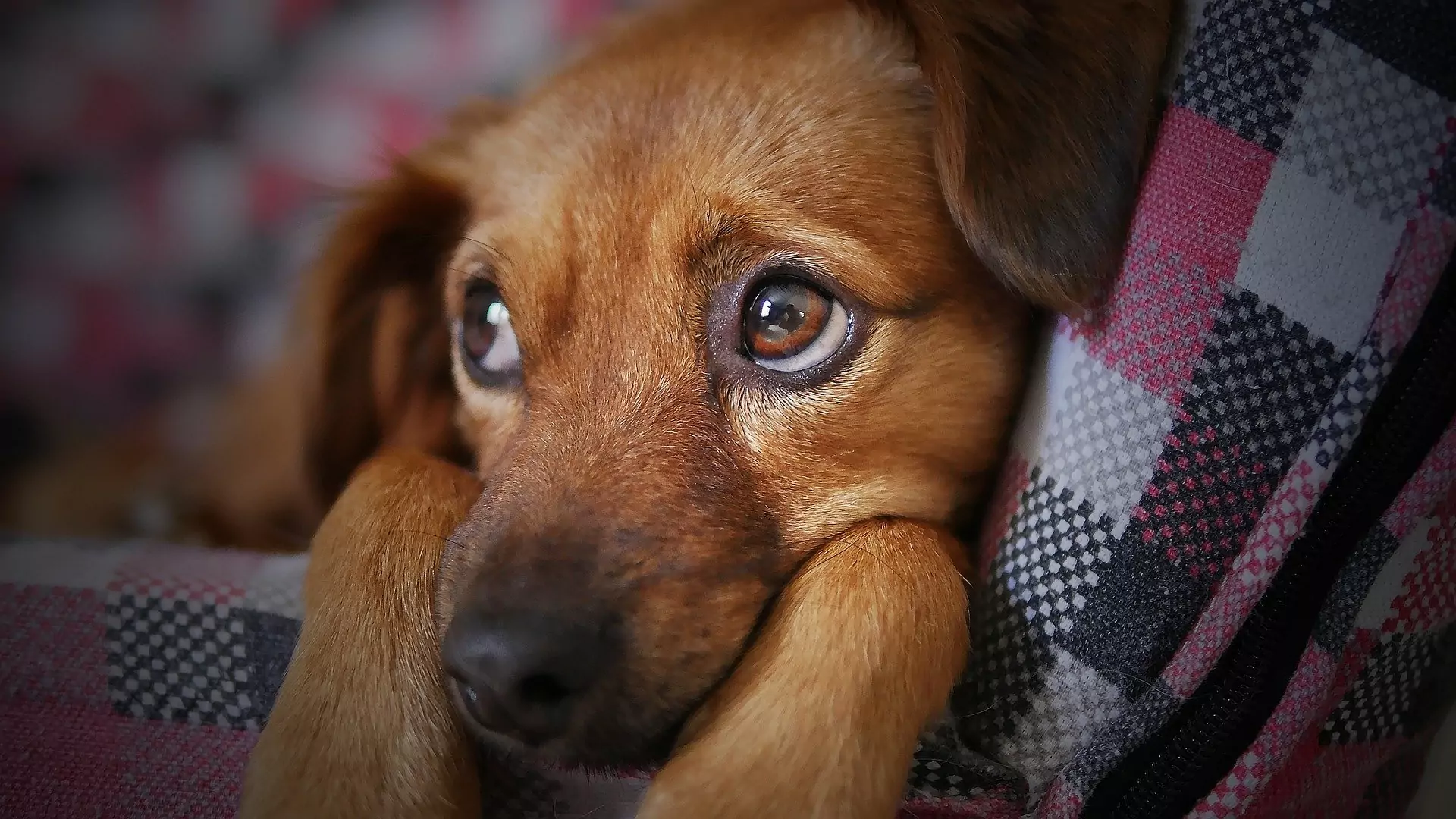 TIPS TO HELP DOGS KEEP CALM THIS AUTUMN
