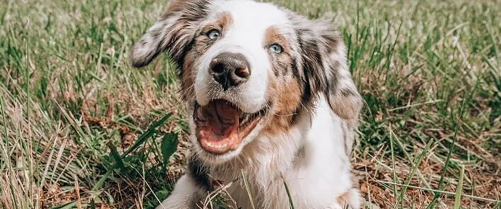 happydog1 1 1000x a6d2546c cfd1 4764 bee2 c4c0053c8a42 | Laughing Dog Food