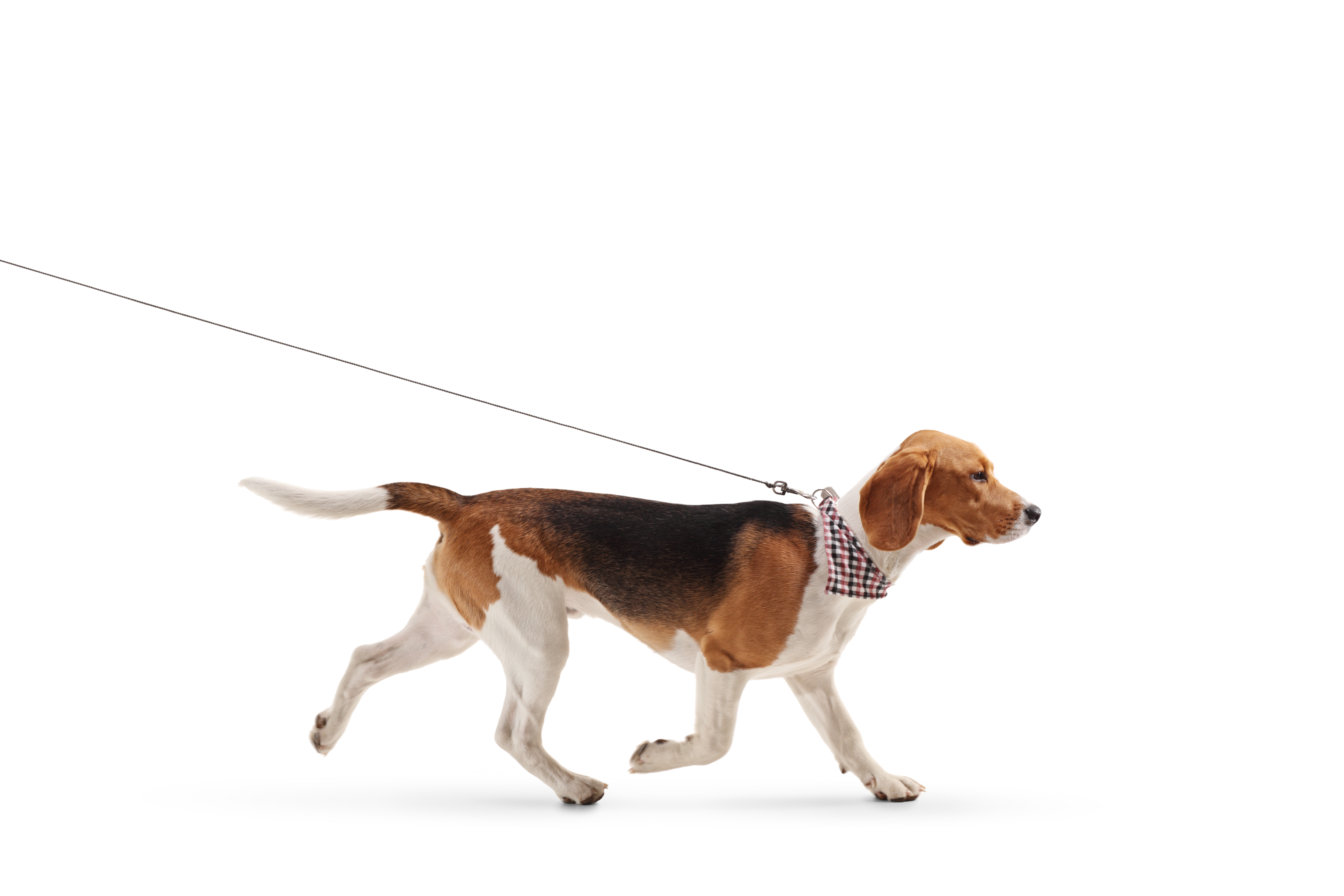 AdobeStock 257446330 | Laughing Dog Food AdobeStock 257446330 | Laughing Dog Food
