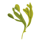 Seaweed | Laughing Dog Food