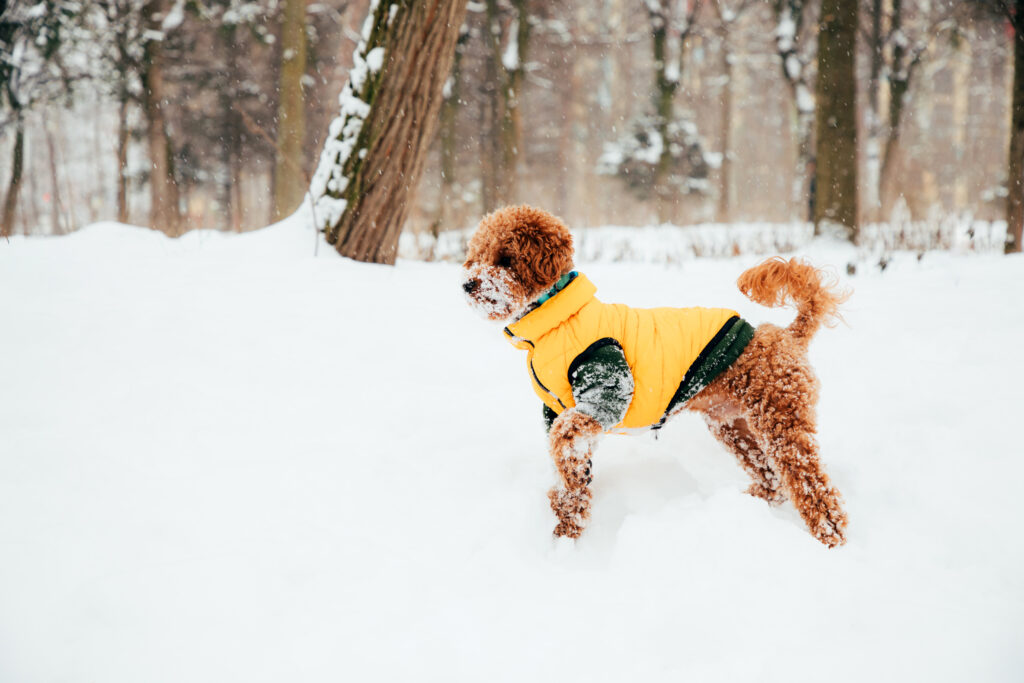 AdobeStock 1076581536 | Laughing Dog Food dog happy