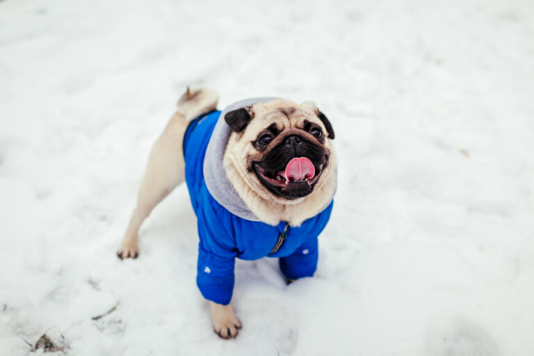 AdobeStock 237456147 | Laughing Dog Food dog happy