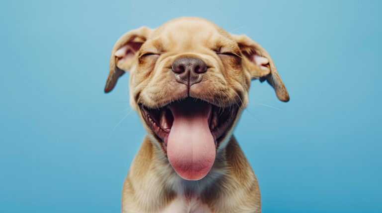 AdobeStock 823018552 | Laughing Dog Food Raw diet