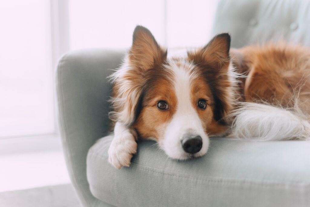 AdobeStock 279686158 | Laughing Dog Food homemade dog treats