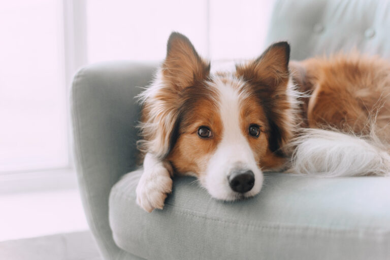 AdobeStock 279686158 | Laughing Dog Food homemade dog treats
