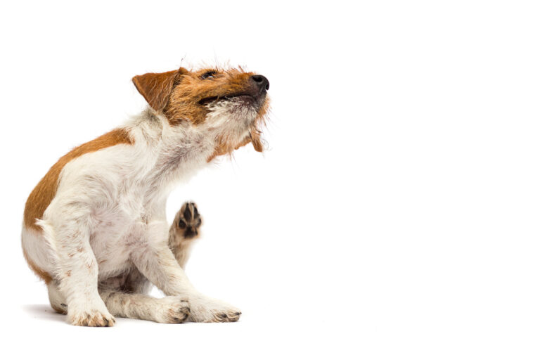 AdobeStock 365312017 | Laughing Dog Food Ticks And Mites