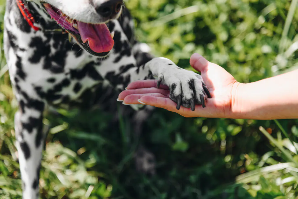 AdobeStock 1053173709 | Laughing Dog Food Left or right handed