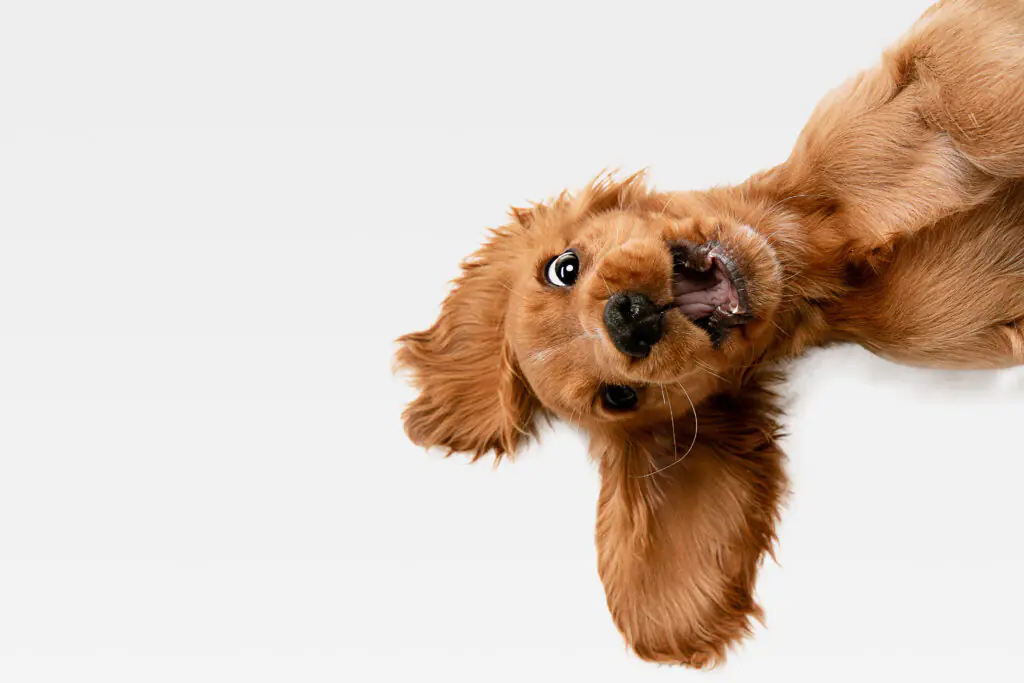 AdobeStock 273162497 | Laughing Dog Food dog poo