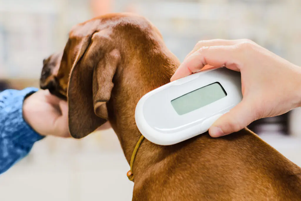 AdobeStock 302049144 | Laughing Dog Food Microchipping