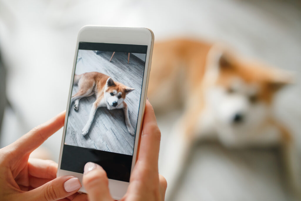 AdobeStock 285197350 | Laughing Dog Food Camera