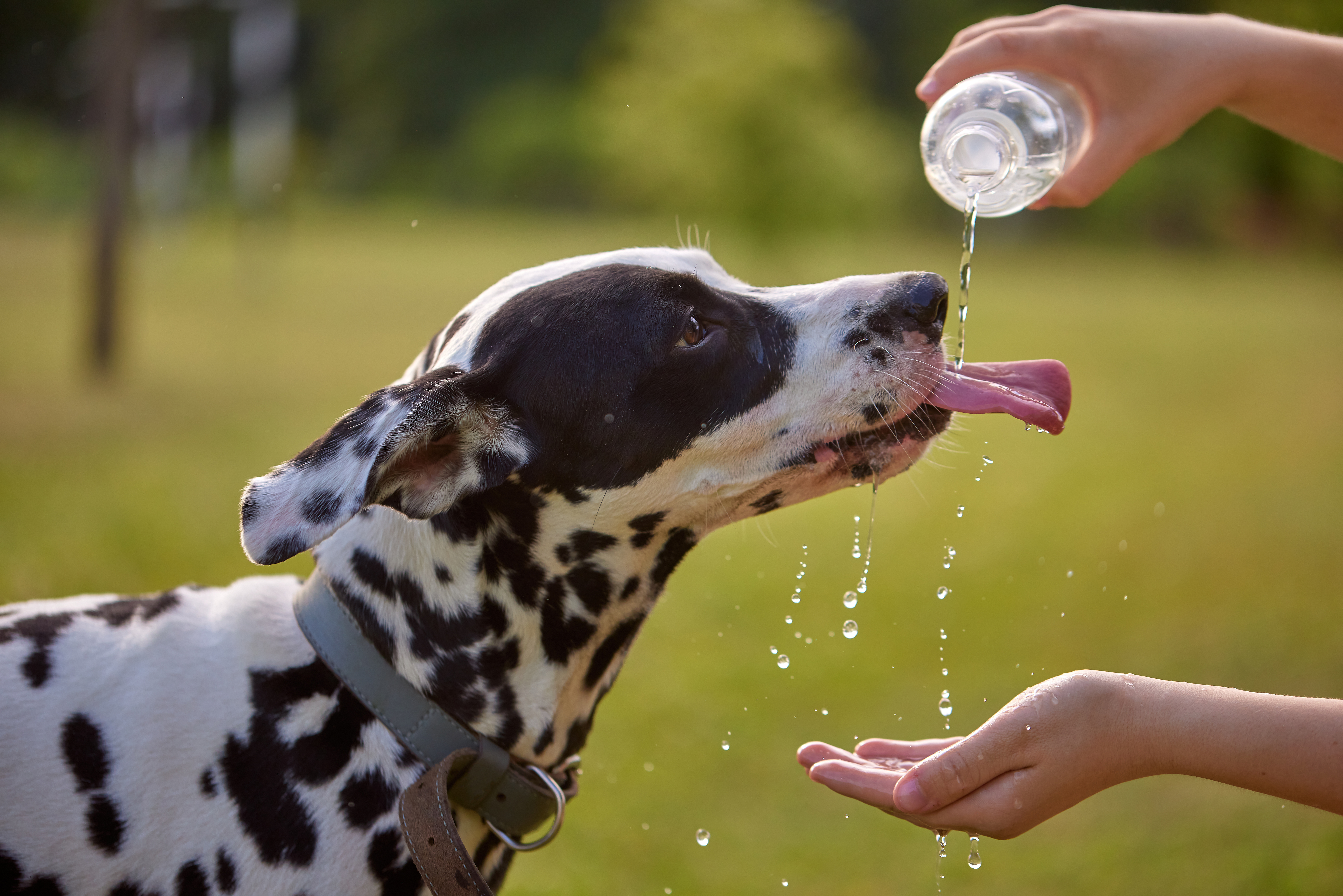 Keeping your dog hydrated